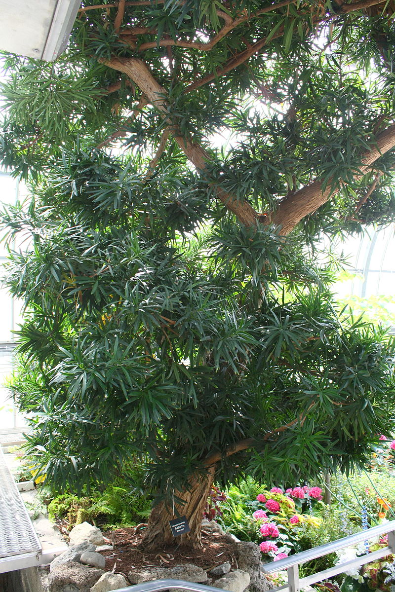 800px-Podocarpus_macrophyllus.jpg