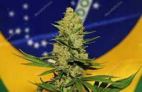 brazil marihuana.jpg