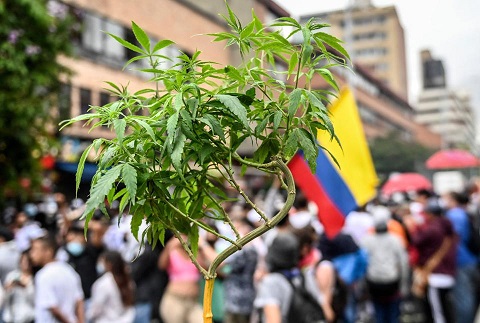 cannabis colombia.jpg