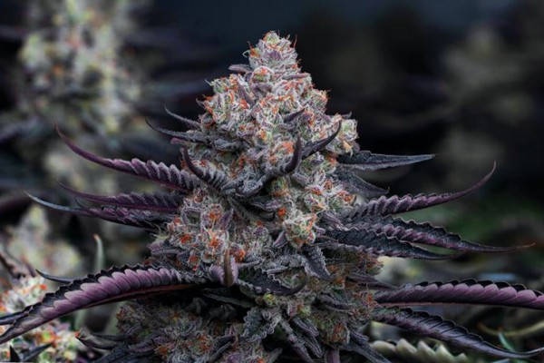 cannabis-flower-600x400.jpg