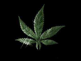 cannabis_cnlakkuo.gif