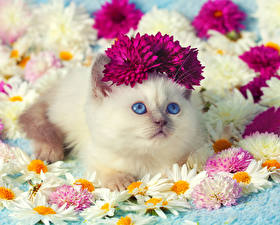 Cats_Camomiles_Chrysanthemums_Glance_Kittens_Cute_519906_280x225.jpg
