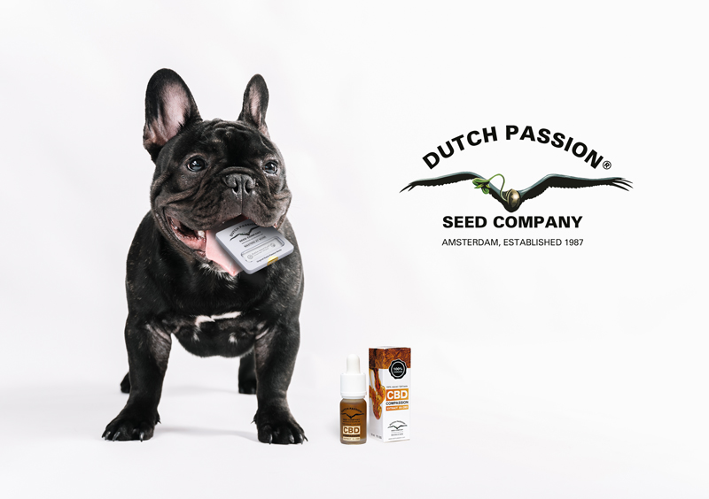 cbd-dutch-passion-seed-company-heal-your-pet-with-cannabis-hemp-weed-cbdoil.jpg
