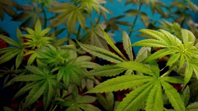 covid-cannabis.jpg