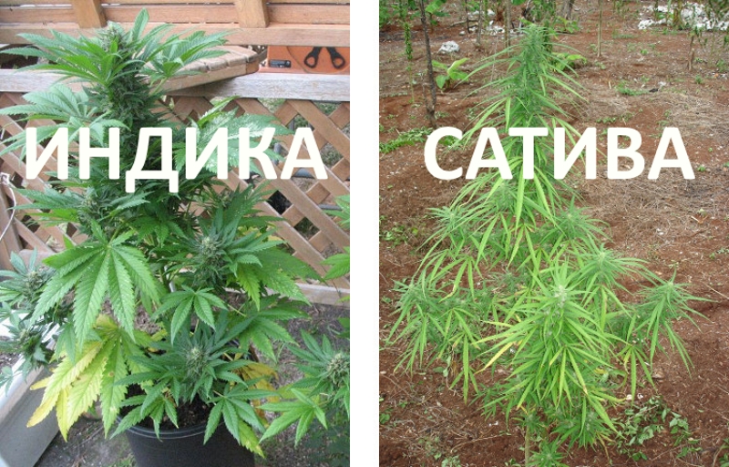 diferences-between-indica-and-sativa.jpg