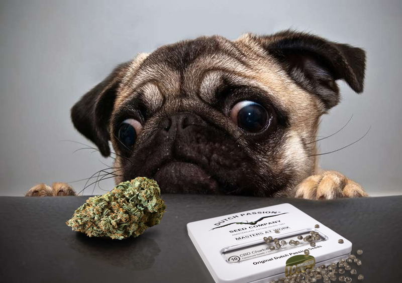 dog-wants-his-cbd-dutchm-passion-cbdoil-cannabis-company-healthy-pet-cbd.jpg