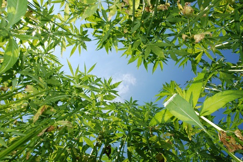 hemp-plants-sky.jpg