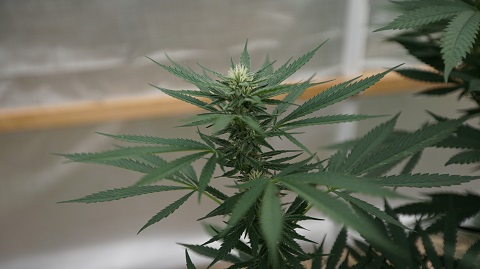 marijuana-plants.jpg