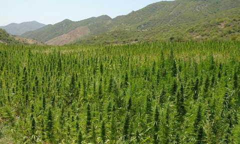 morocco-cannabis.jpg