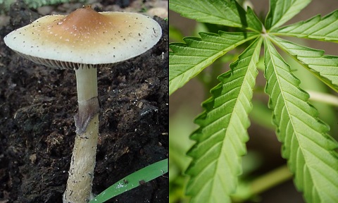 psilocybin-mushroom-marijuana-leaf.jpg