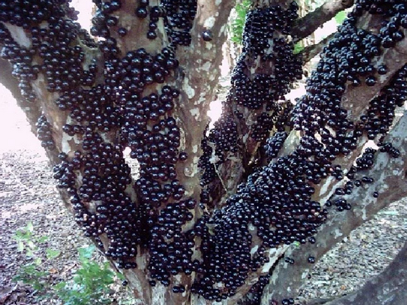 Screenshot 2023-03-28 at 20-38-33 Джаботикаба бразильское виноградное дерево в квартире.png