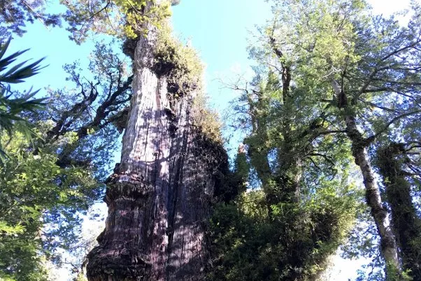 Screenshot 2023-05-02 at 20-40-00 Найдено самое древнее дерево на Земле его возраст составляет...png