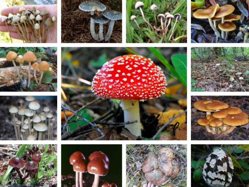 Screenshot 2023-05-25 at 20-19-41 Галлюциногенные грибы фото описания.png