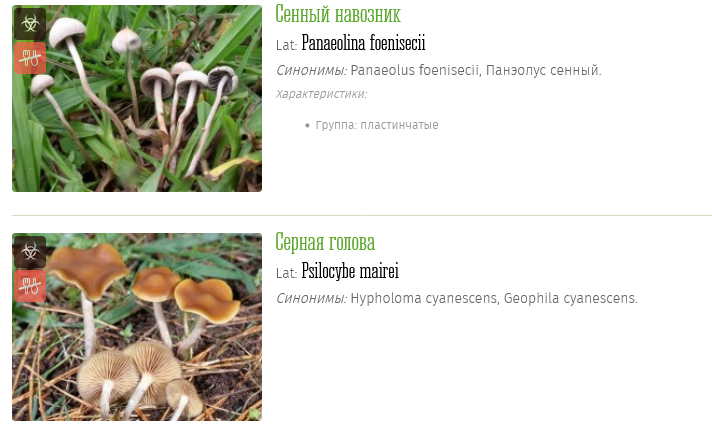 Screenshot 2023-05-25 at 20-24-54 Галлюциногенные грибы фото описания.png