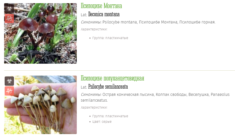 Screenshot 2023-05-25 at 20-28-18 Галлюциногенные грибы фото описания.png