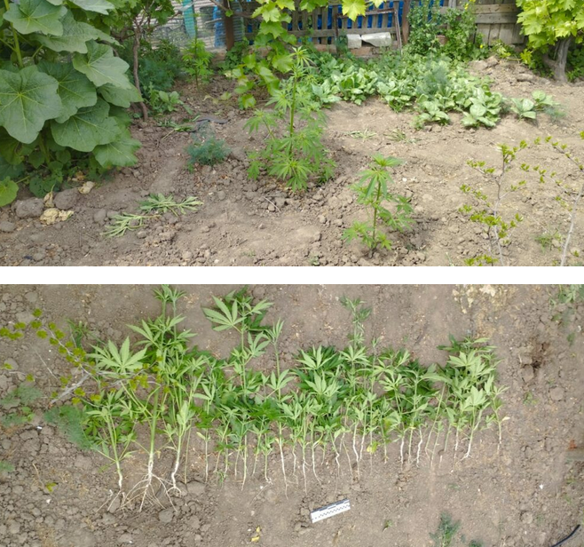 Screenshot 2023-05-30 at 12-42-05 Мешканці Херсонщини вирощували наркотичні рослини.png