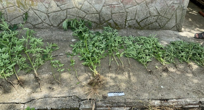 Screenshot 2023-05-30 at 12-42-31 Мешканці Херсонщини вирощували наркотичні рослини.png