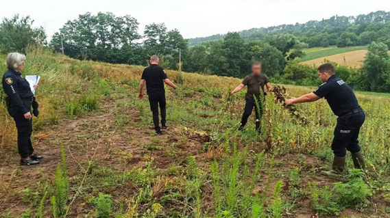Screenshot 2023-07-10 at 16-01-05 На Черкащині поліція виявила понад 700 кущів рослин схожих н...png