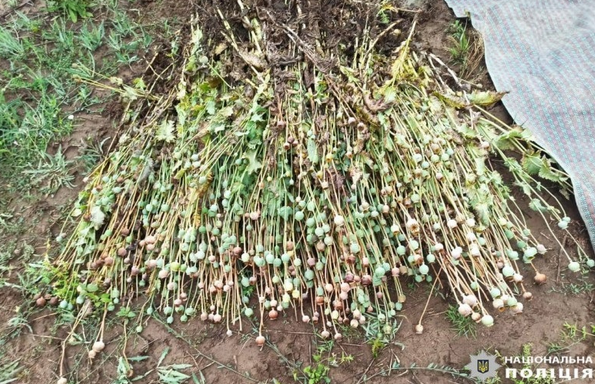 Screenshot 2023-07-10 at 16-02-12 На Черкащині поліція виявила понад 700 кущів рослин схожих н...png
