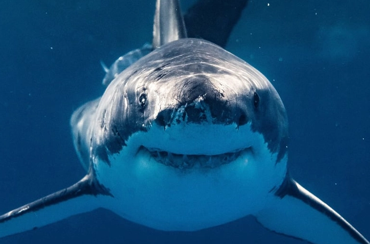 Screenshot 2023-07-25 at 17-58-11 Научници о чудном понашању ајкула на Флориди Пили су кокаин.png