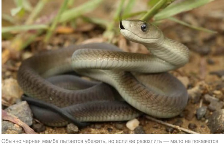 Screenshot 2023-07-26 at 11-43-38 Самая быстрая змея в мире — она может догнать любого а яд уб...png