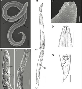 Screenshot 2023-07-28 at 19-48-46 Ученым удалось оживить червей которым 46 тысяч лет.png