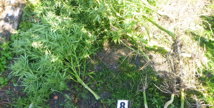 Screenshot 2023-10-15 at 14-03-32 У дворі мешканця Охтирщини виявили 13 рослин коноплі.png