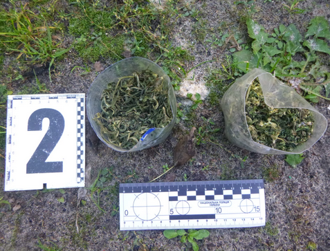 Screenshot 2023-10-15 at 14-03-53 У дворі мешканця Охтирщини виявили 13 рослин коноплі.png