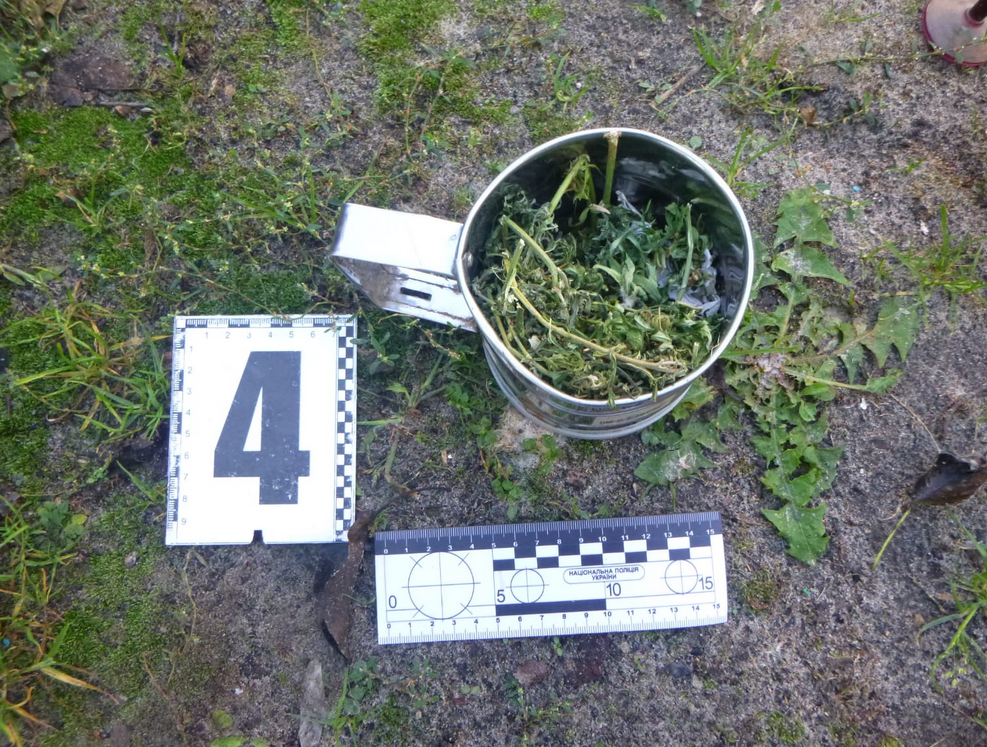 Screenshot 2023-10-15 at 14-04-00 У дворі мешканця Охтирщини виявили 13 рослин коноплі.png