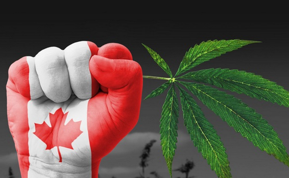 Screenshot 2023-10-28 at 13-51-22 канада марихуана – Google Поиск.png