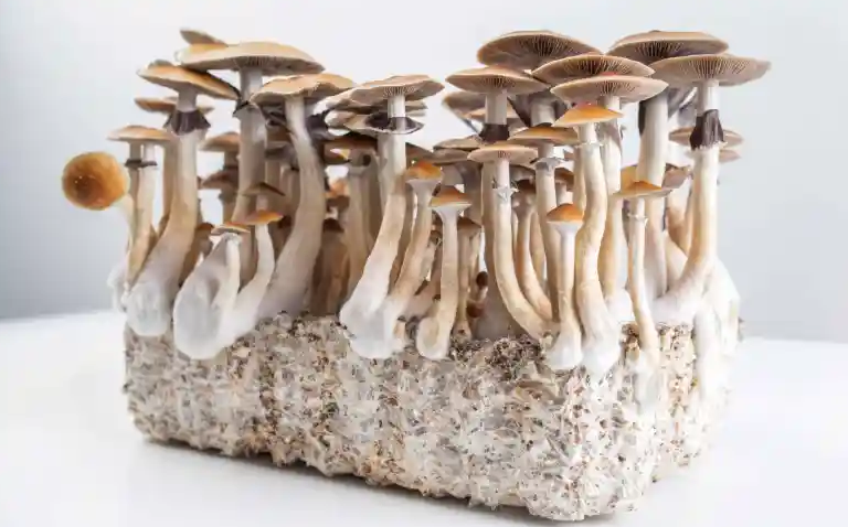 Screenshot 2024-01-05 at 13-26-13 Can Psilocybin Treat Eating Disorders A New Study Aims To Fi...png