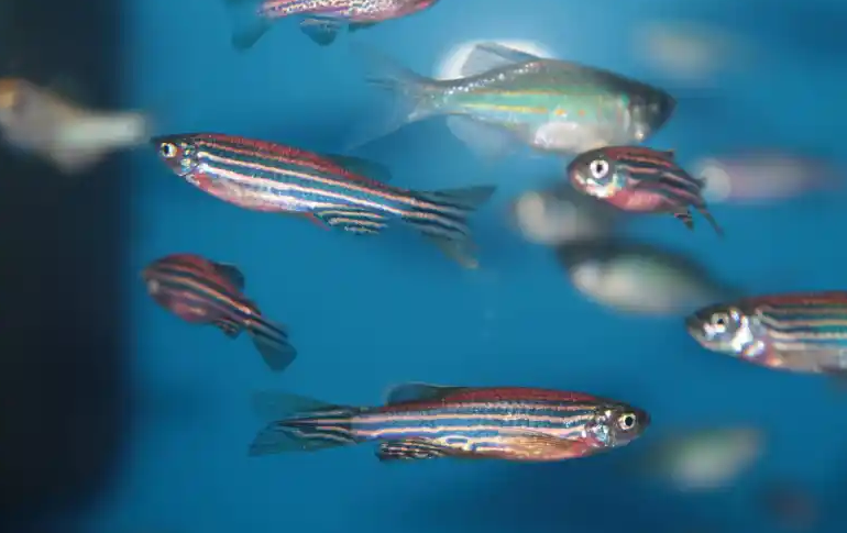 Screenshot 2024-01-26 at 09-26-39 New Study Analyzes How Zebrafish React To Being Dosed with P...png
