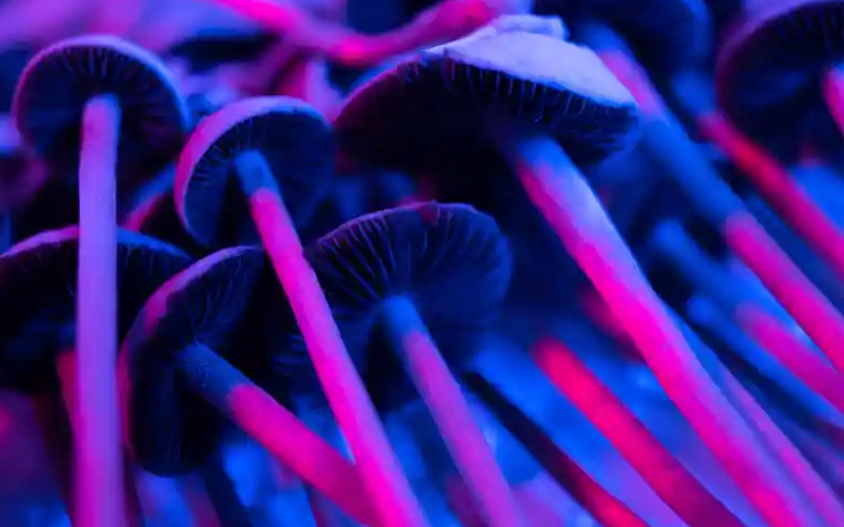 Screenshot 2024-02-07 at 17-55-49 Magic Mushrooms Busts Up Amid Renewed Interest in Psychedelics.png