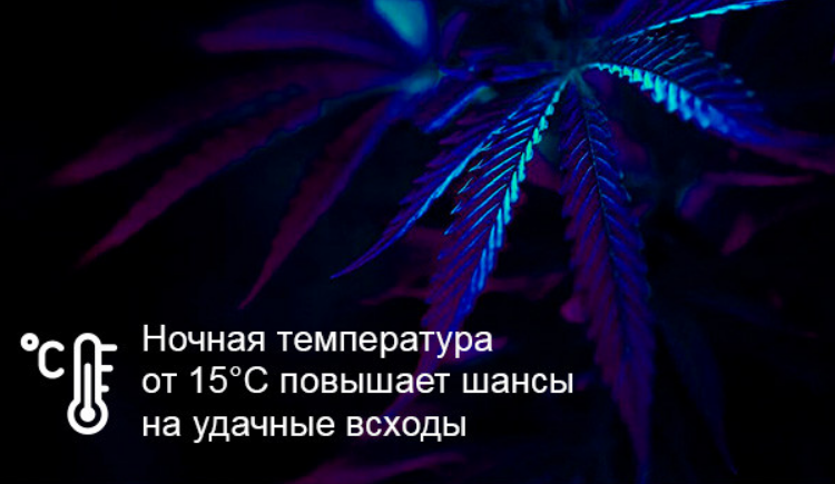 Screenshot 2024-04-04 at 18-22-54 Выращивание марихуаны в открытом грунте как это сделать прав...png