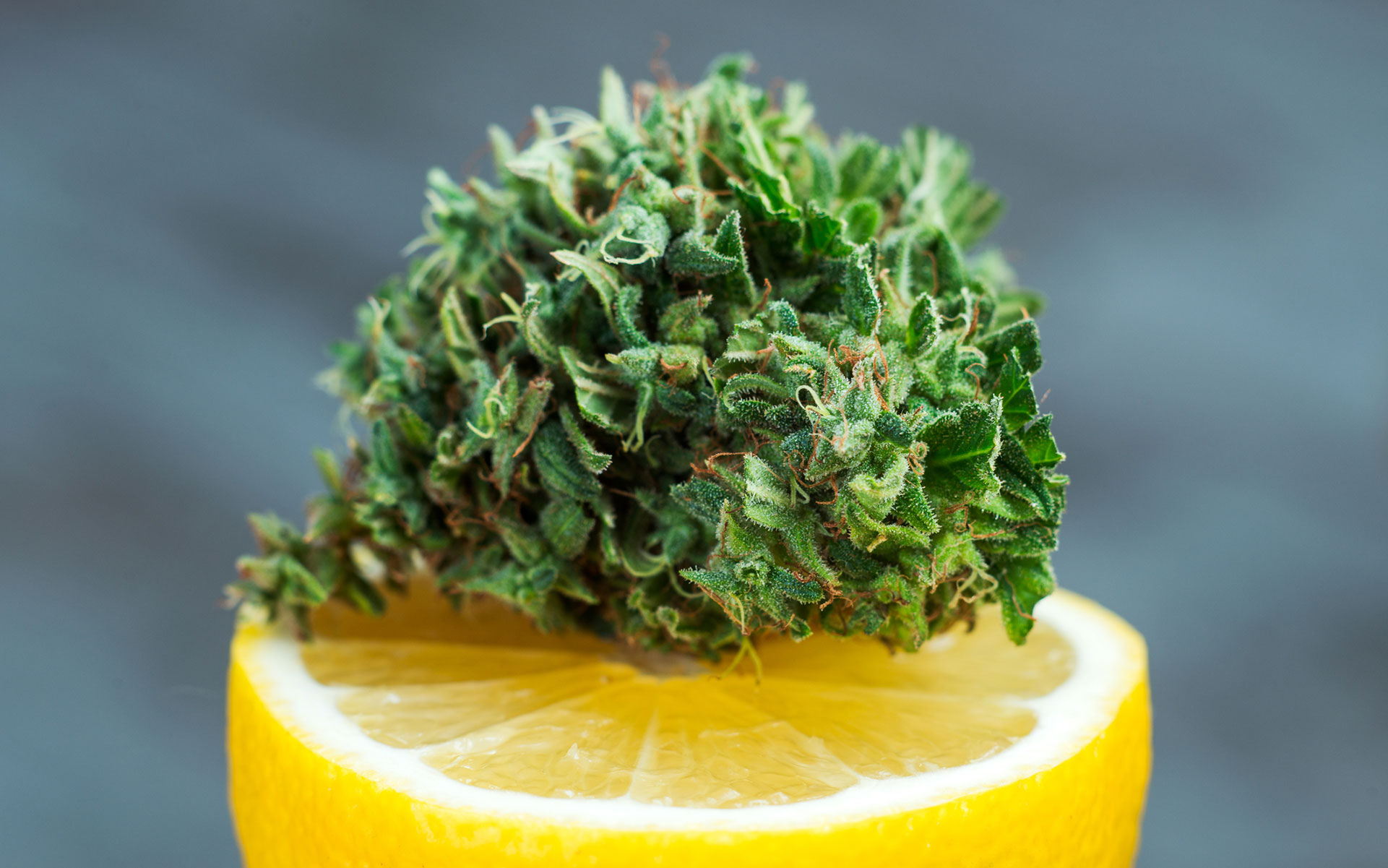strains-high-in-limonene.jpg