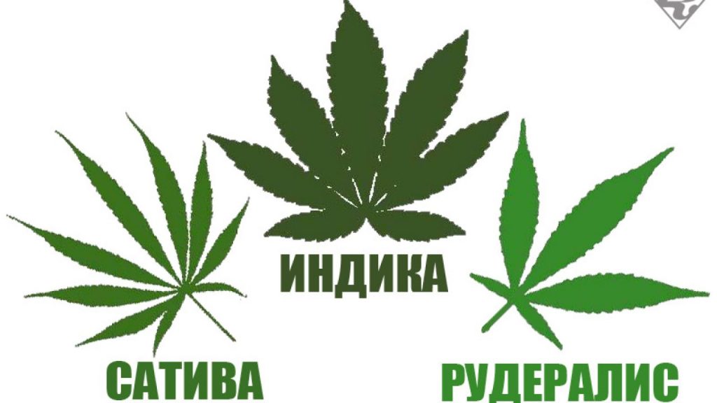 types-of-cannabis-leaves-1280x720-1-1024x576.jpg