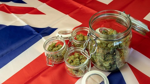 uk flag cannabis hemp flower.jpg