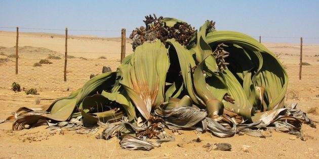 Welwitschia_mirabilis2_1594382574-e1594382589170-630x315.jpg